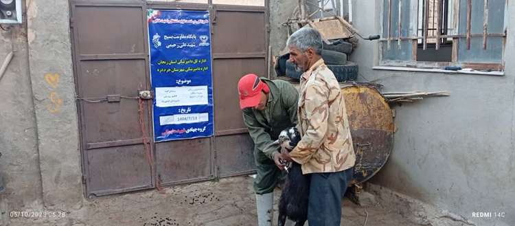 اقدامات پیشگیرانه و کنترلی برای مهار بیماری تب برفکی در استان زنجان 